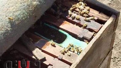 ضمن نشاط مكثف للمديرية.. زراعة الشرقية تتابع نظافة مناحل كفر صقر