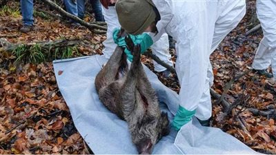 حمى الخنازير الأفريقية.. من أين جاء الفيروس وهل يصيب البشر؟