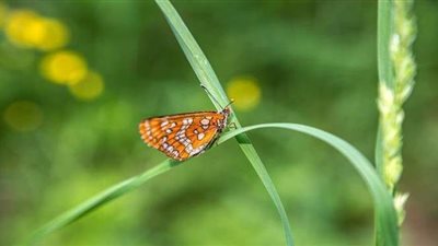 علماء يكشفون عن احتمال اختفاء الفراشات في أوروبا وأمريكا بحلول عام 2050
