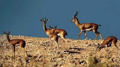 كم أنفقت وزارة البيئة لتطوير المحميات الطبيعية؟