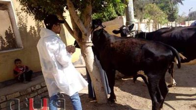 تحصين 102 آلاف رأس ماشية ضد الحمى القلاعية والوادي المتصدع ببني سويف