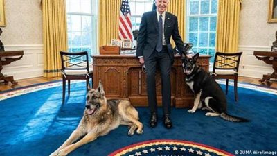 طرد كلبي بايدن من البيت الأبيض لهذا السبب