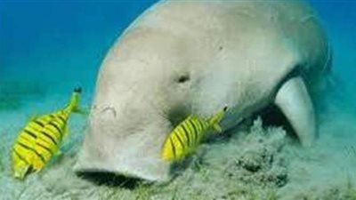 وزيرة البيئة تعلن نجاح محميات البحر الأحمر في إنقاذ حيوان عروس البحر