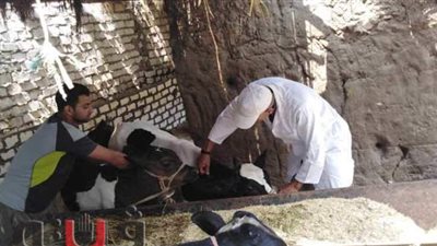 بيطري المنوفية: الانتهاء من تحصين 91% من الماشية ضد الحمى القلاعية