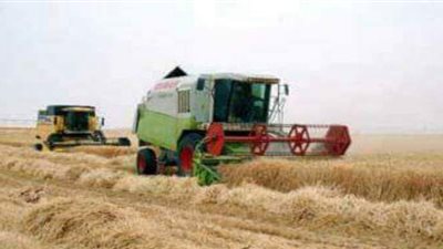 زراعة القليوبية: لا توجد إصابات مرضية في محصول القمح