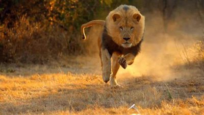 أسدان يلتهمان مراقب 