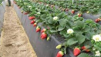 10 تحذيرات هامة عن تأثير الموجة الحارة على المحاصيل