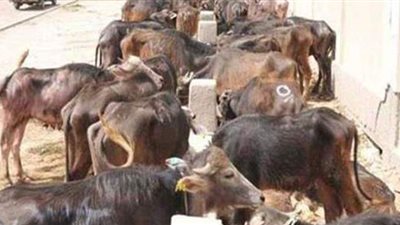 بعد رصدها سيارة محملة بعجول البتلو.. إعلامية تفضح مخالفة قوانين الذبح |فيديو