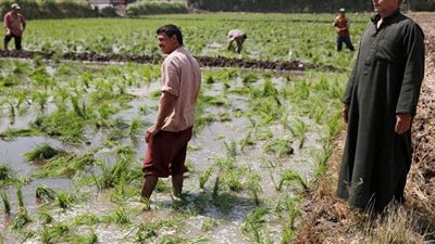 تعرف على مزايا نظام أسبقية السداد بشأن دفع غرامات زراعة الأرز