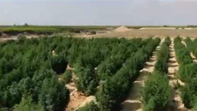 ضبط مزرعة بانجو فى المنوفية