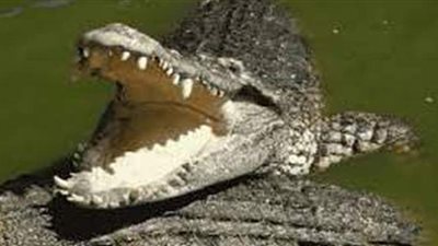 تفسير رؤية التمساح في المنام وعلاقته بالمشكلات والأزمات والتخلص من الظلم