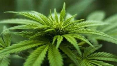 سجن فلاح زرع البانجو وسط القمح في المنوفية