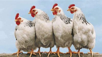 أسعار الدواجن اليوم الخميس 11-3-2021 في مصر