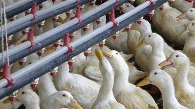 بسبب إنفلونزا الطيور..  إعدام آلاف الدواجن في مزرعتين بالكويت