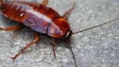 تفسير رؤية الصرصور في المنام وعلاقته بالسحر والخداع والخلافات الزوجية