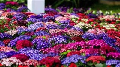 وسط إجراءات احترازية مشددة..افتتاح معرض زهور الربيع بحديقة الأورمان..غداً