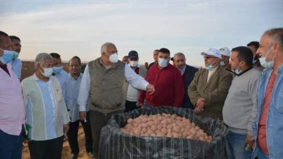 بدء حصاد 78 ألف فدان بطاطس بالوادي الجديد | صور