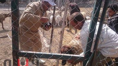 الإسماعيلية تحتل المركز الأول بنسبة ١٠٤% في حملة التحصين ضد الحمى القلاعية