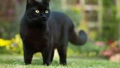 تفسير رؤية القط الأسود في المنام وعلاقته بالحظ السيء وضياع المال