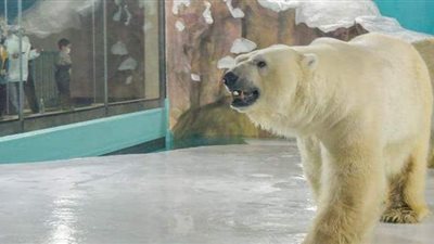 وسط جليد صناعي.. فندق صيني يحقق لنزلائه إمكانية العيش مع الدببة