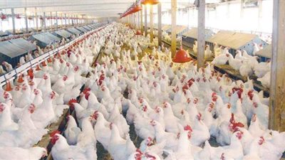 أسعار الدواجن اليوم الأحد 14-3-2021 في مصر