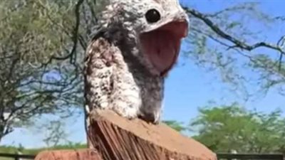«الطائر الشبح» يحير رواد مواقع التواصل | فيديو