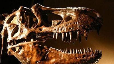 تمساح ينهي حياة نمر | فيديو