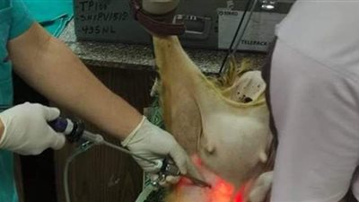 الزراعة تكشف عن أجهزة جديدة متطورة للتلقيح الاصطناعي ونقل الأجنة في الأغنام والماعز