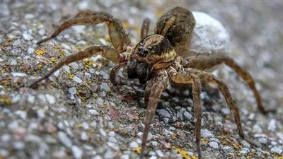 تفسير رؤية العنكبوت في المنام وعلاقته بالتفكك الأسري