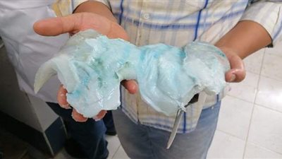 البيئة: تسليم سمكة نابليون لمعهد علوم البحار لتحنيطها