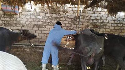 تحصين 180222 رأس ماشية ضد الحمى القلاعية والوادي المتصدع بالدقهلية