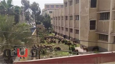 مدرسة بالغربية تتحول لـ«حظيرة مواشي» ومديرية التعليم تحقق في الواقعة