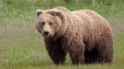 تفسير رؤية الدب في المنام وعلاقته بالمكر والخداع والخبث والمشاكل