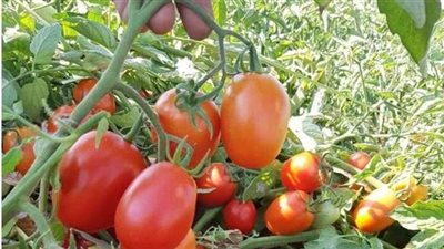 الزراعة تعيد إنتاج هجين طماطم أجياد 7 بعد توقفه لعامين.. والصنف ينتظر التسجيل الثالث
