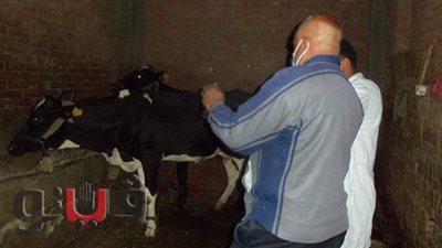 تحصين 582 ألف رأس ماشية وضبط 3 أطنان لحوم ودواجن فاسدة بالمنوفية