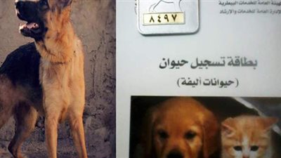 5 خطوات لاستخراج رخصة اقتناء كلب قانونيا