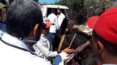 مديرية الطب البيطري تشن حملة مكبرة بدمياط لتحصين الماشية