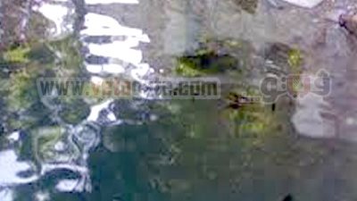 التفتيش البيئي: بقعة الزيت انتهت والحديث عنها يثير 