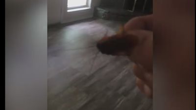 بالفيديو.. امرأة تصاب بالرعب بسبب «صرصار»