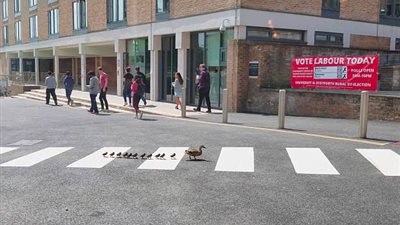 بطة تقود 11 من صغارها لعبور شارع من الجزء المخصص للمشاة (فيديو وصور)