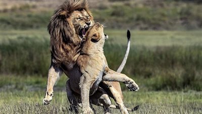 لبؤة تتسبب في قطع الشفاه العلوية لأسد (صور)