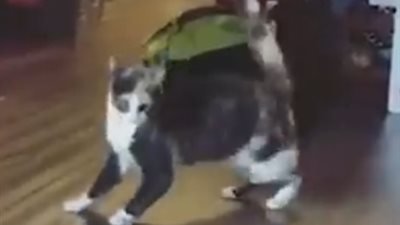 قطة توهم صاحبها بكسر ساقها (فيديو)