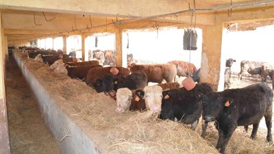 «تنمية المشروعات»: 40 ألف جنيه أرباح الشباب بـ«تسمين الماشية»