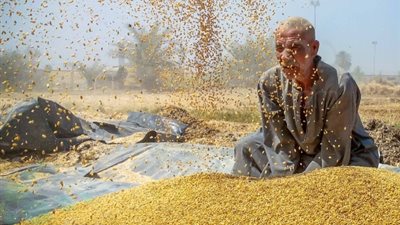 «التموين»: توريد 2.9 مليون طن قمح محلي للشون والصوامع