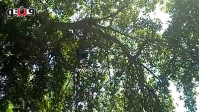 بالفيديو.. شاب يتسلق الأشجار بحديقة الأسماك على طريقة طرزان