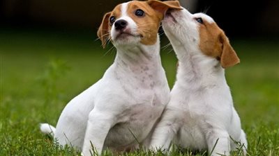 دراسة: حركة ذيل الكلب وسيلة اتصال