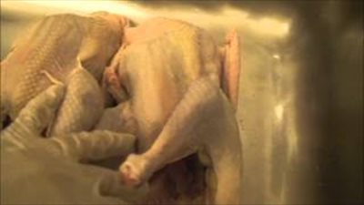 بالفيديو.. لسنة أولى مطبخ.. طريقة تنظيف الفراخ