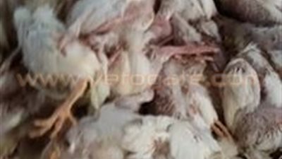 مربو الدواجن يطالبون بإقالة وزير الزراعة بسبب فساد الأمصال البيطرية