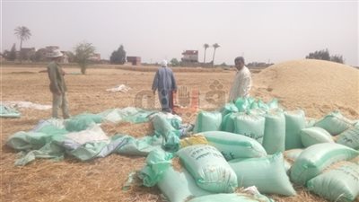 توريد 510 آلاف طن قمح لصوامع الشرقية