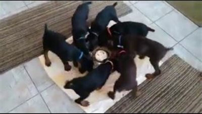 بالفيديو.. لقطات طريفة لـ7 كلاب تتناول طعامها وكأنها منومة مغناطيسيا